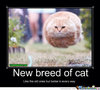 New-breed-of-cat.jpg