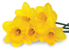 Daffodil.gif