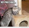 funny-cat-06.jpg