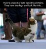 Funniest_Memes_there-s-a-breed-of-cats-called-munchkins_19720.jpeg