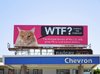 WTF Humane watch cat billboard.jpg