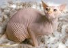 Sphynx_Cat.jpg