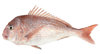 pink-snapper.jpg