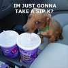 funny-pictures-dog-drinking-your-drink.jpg