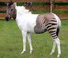 zorse-picture.jpg