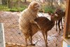 sheep-deer-love-02.jpg