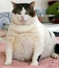 worlds-fattest-cat-fat-cat1.jpg