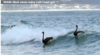 Surfing swans.PNG