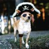 piratedog3.jpg