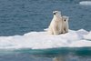 Polar-Bear-on-Iceberg.jpg