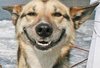 smiling-dog-13776516462_xlarge.jpeg