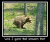 bear.jpg