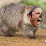 Wombat10